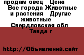  продам овец › Цена ­ 100 - Все города Животные и растения » Другие животные   . Свердловская обл.,Тавда г.